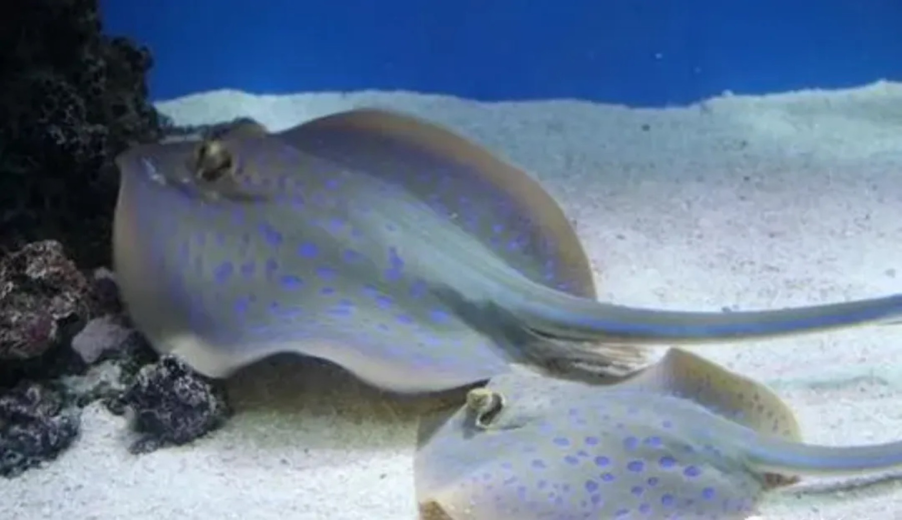 图片展示了一只蓝点魟在水族馆的场景。蓝点魟身体呈淡灰色，身上布满蓝色的斑点，尾部细长，游动时尾部展开。它位于水族馆的沙质海底，周围有珊瑚礁等水下环境。图片与文档中React服务端渲染原理部分内容相关，可能用于说明或比喻某些概念，但具体关联需结合上下文理解。